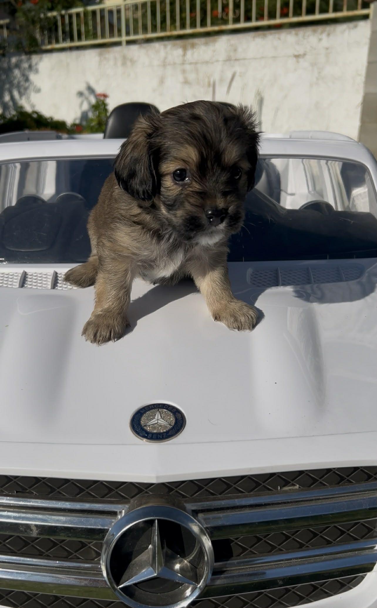 Enlarge Bean, a ADOPTABLE mixed breed in Reseda, CA image 3/5