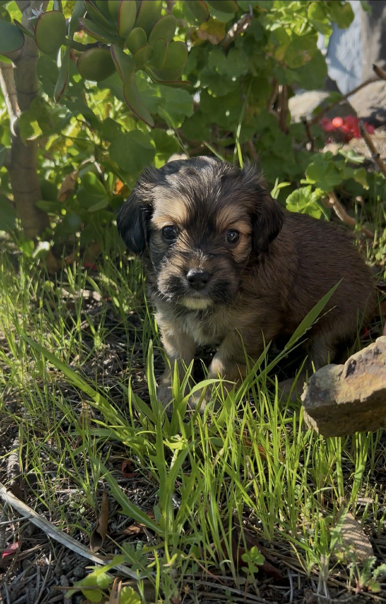 Enlarge Bean, a ADOPTABLE mixed breed in Reseda, CA image 2/5