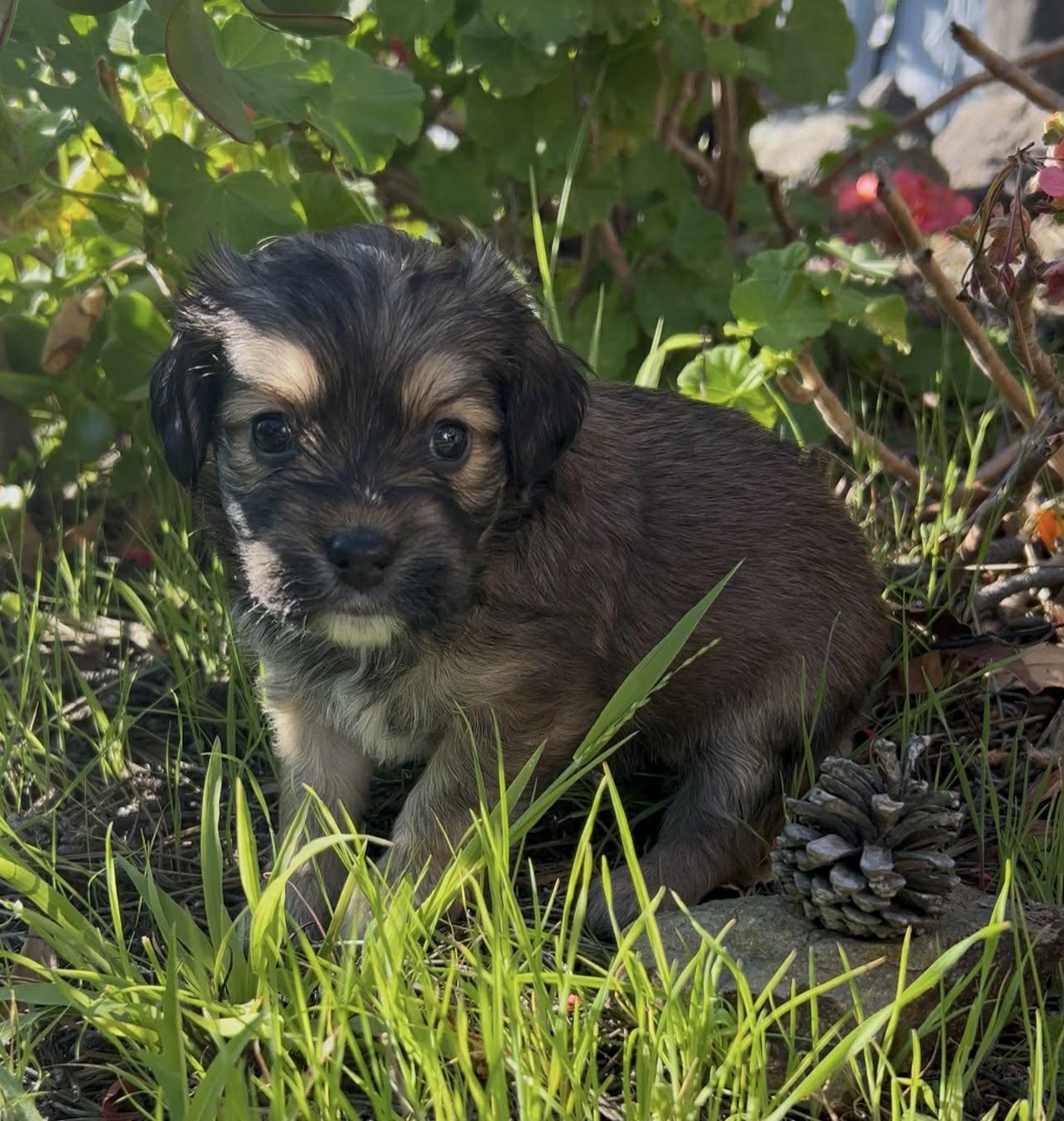 Enlarge Bean, a ADOPTABLE mixed breed in Reseda, CA image 1/5