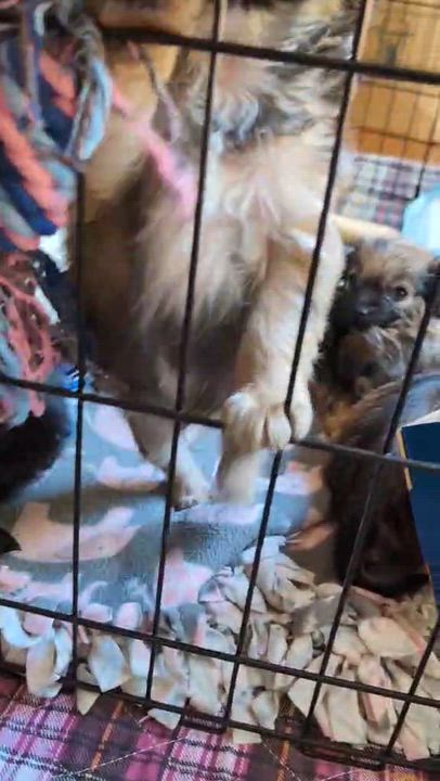 Enlarge Bean, a ADOPTABLE mixed breed in Reseda, CA video 5/5