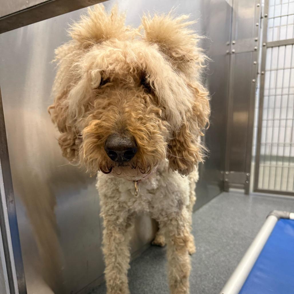 Alice, Adoptable, Adult Female Poodle & Labrador Retriever.