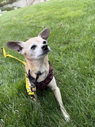 Peanut Brittle, Adoptable, Senior Male Mixed Breed & Mixed Breed.