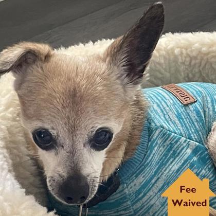 Enlarge Peanut Brittle, a Adoptable mixed breed in Pleasanton, CA image 1/3