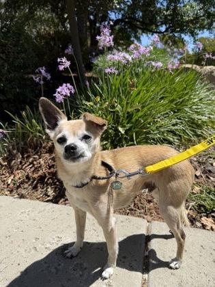 Peanut Brittle, Adoptable, Senior Male Mixed Breed & Mixed Breed.