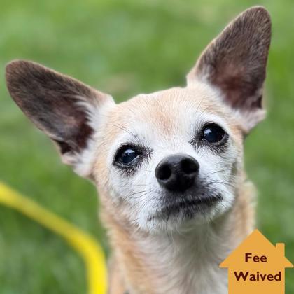 Enlarge Peanut Brittle, a Adoptable mixed breed in Pleasanton, CA image 3/3