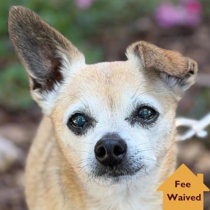 Enlarge Peanut Brittle, a Adoptable mixed breed in Pleasanton, CA image 2/3