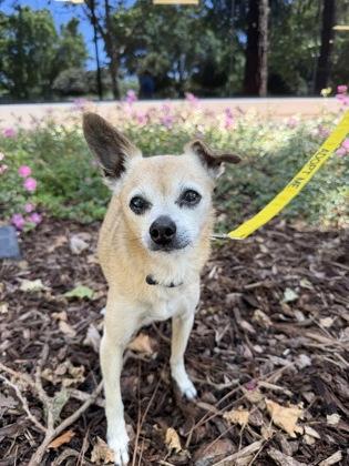 Enlarge Peanut Brittle, a Adoptable mixed breed in Pleasanton, CA image 3/3