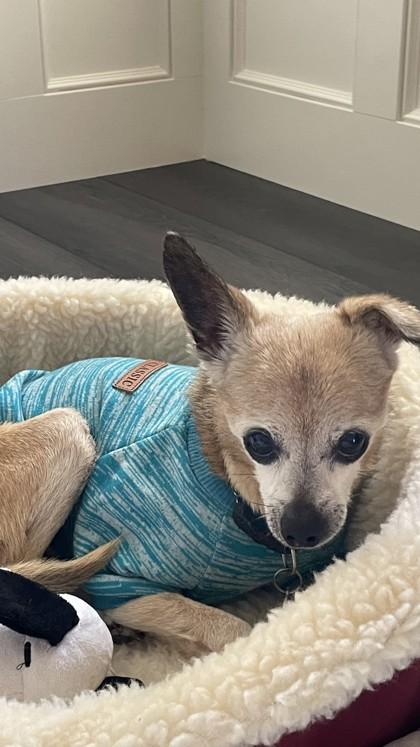 Enlarge Peanut Brittle, a Adoptable mixed breed in Pleasanton, CA image 2/3