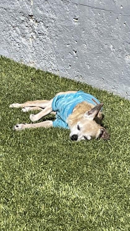 Enlarge Peanut Brittle, a Adoptable mixed breed in Pleasanton, CA image 3/3