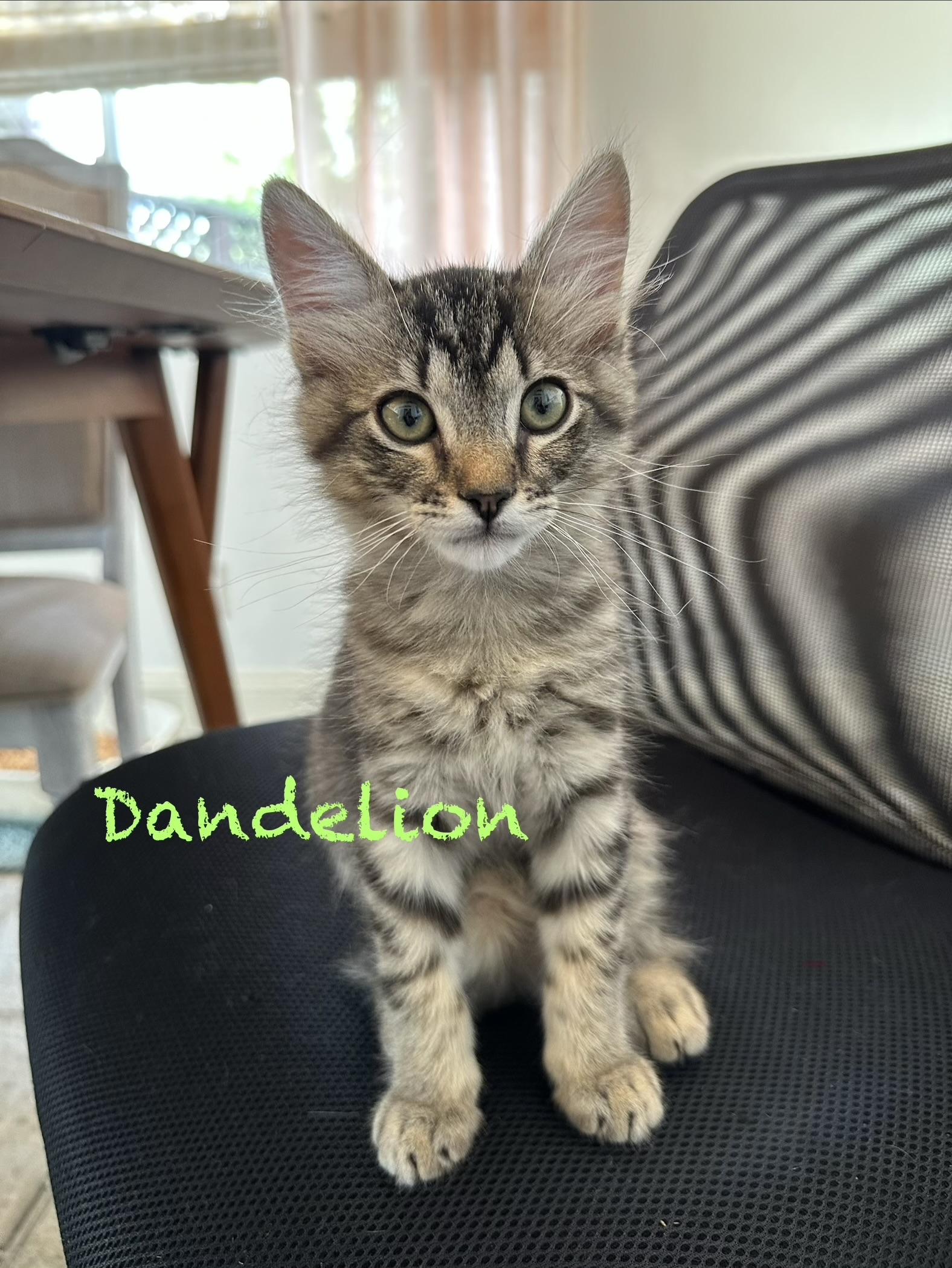 Enlarge Dandelion, an adopted Domestic Short Hair in Vallejo , CA image 1/1