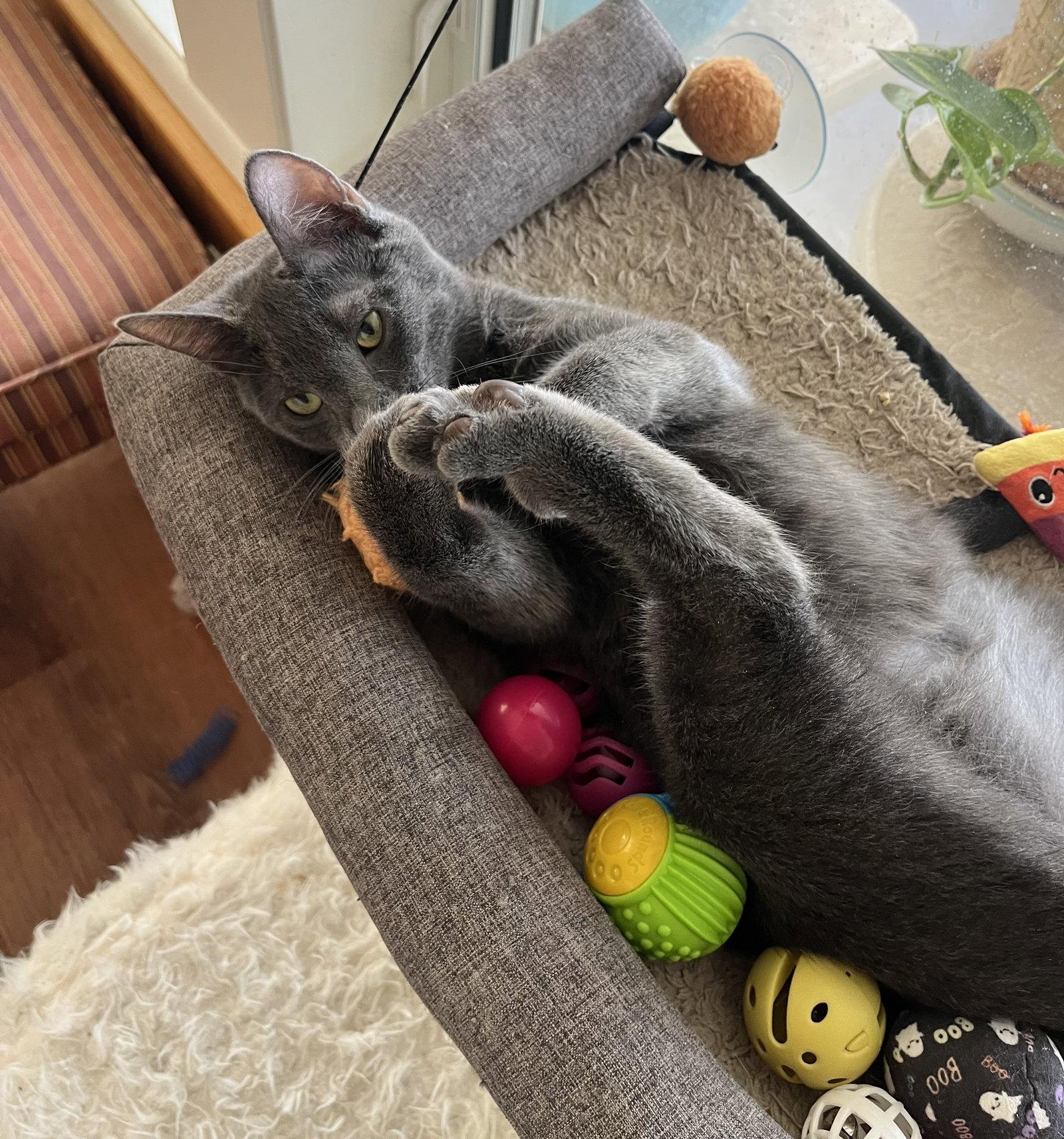 Dale, Adopted, Young Male Russian Blue & Domestic Short Hair.