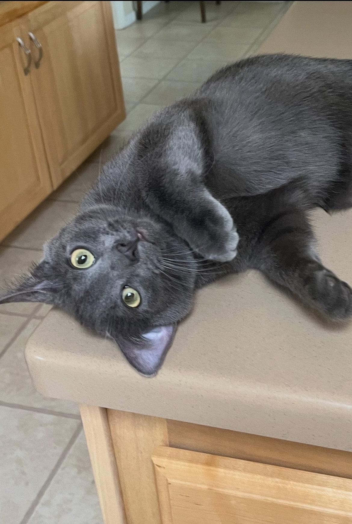 Enlarge Dale, a Adopted mixed breed in Phoenix, AZ image 2/3