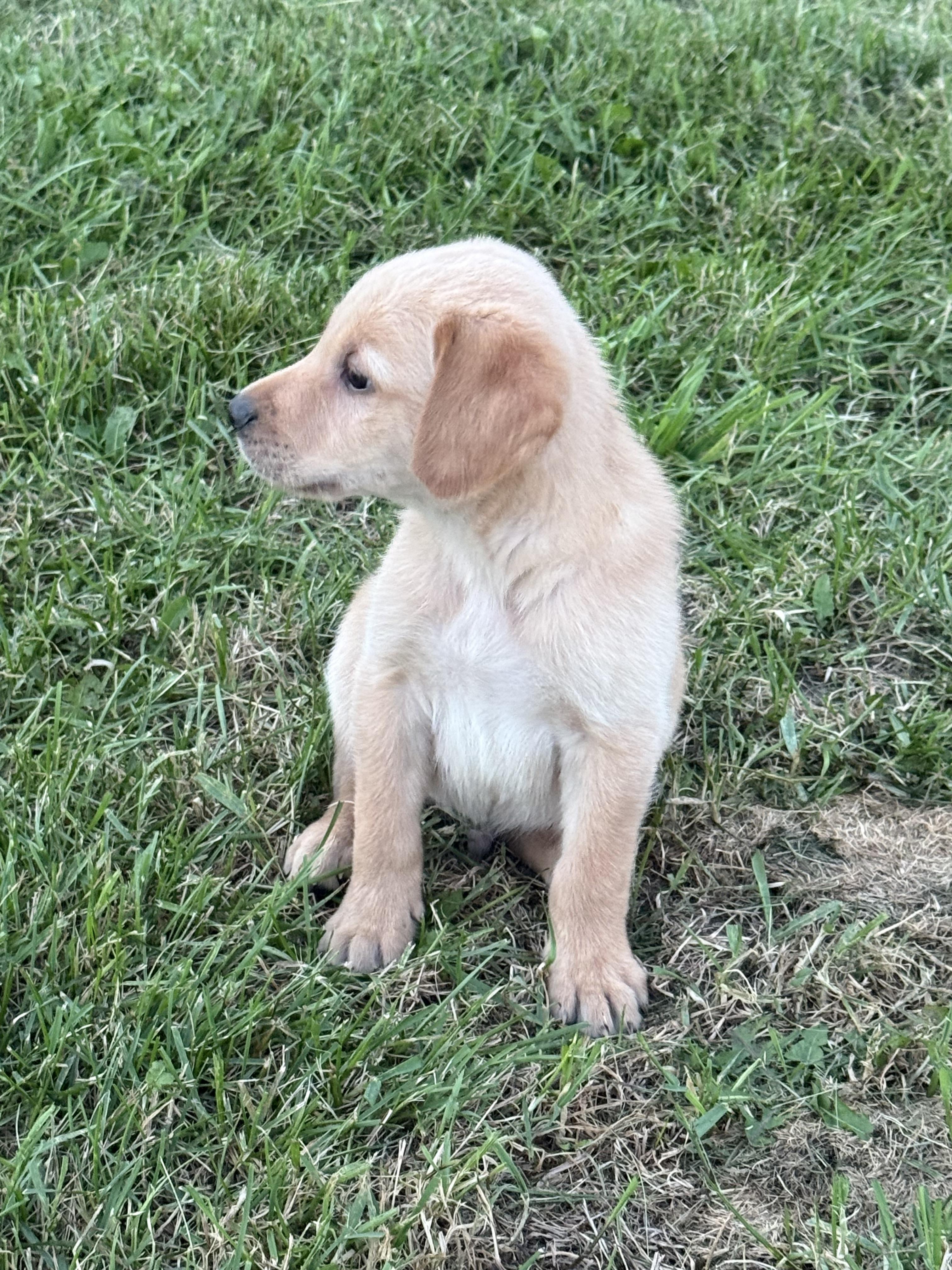 Enlarge Blue, a Adopted mixed breed in Hustisford , WI image 4/4