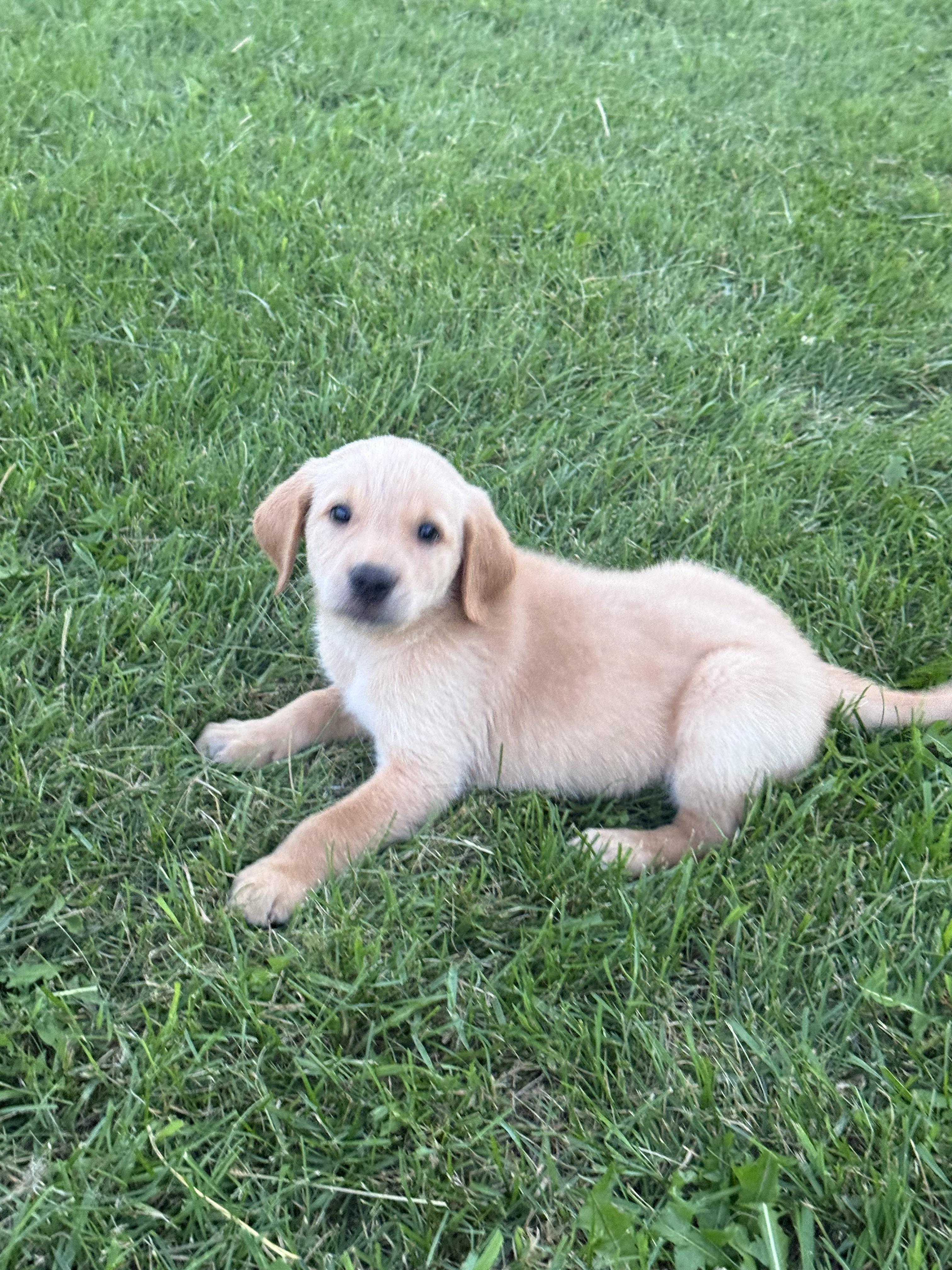 Enlarge Blue, a Adopted mixed breed in Hustisford , WI image 3/4