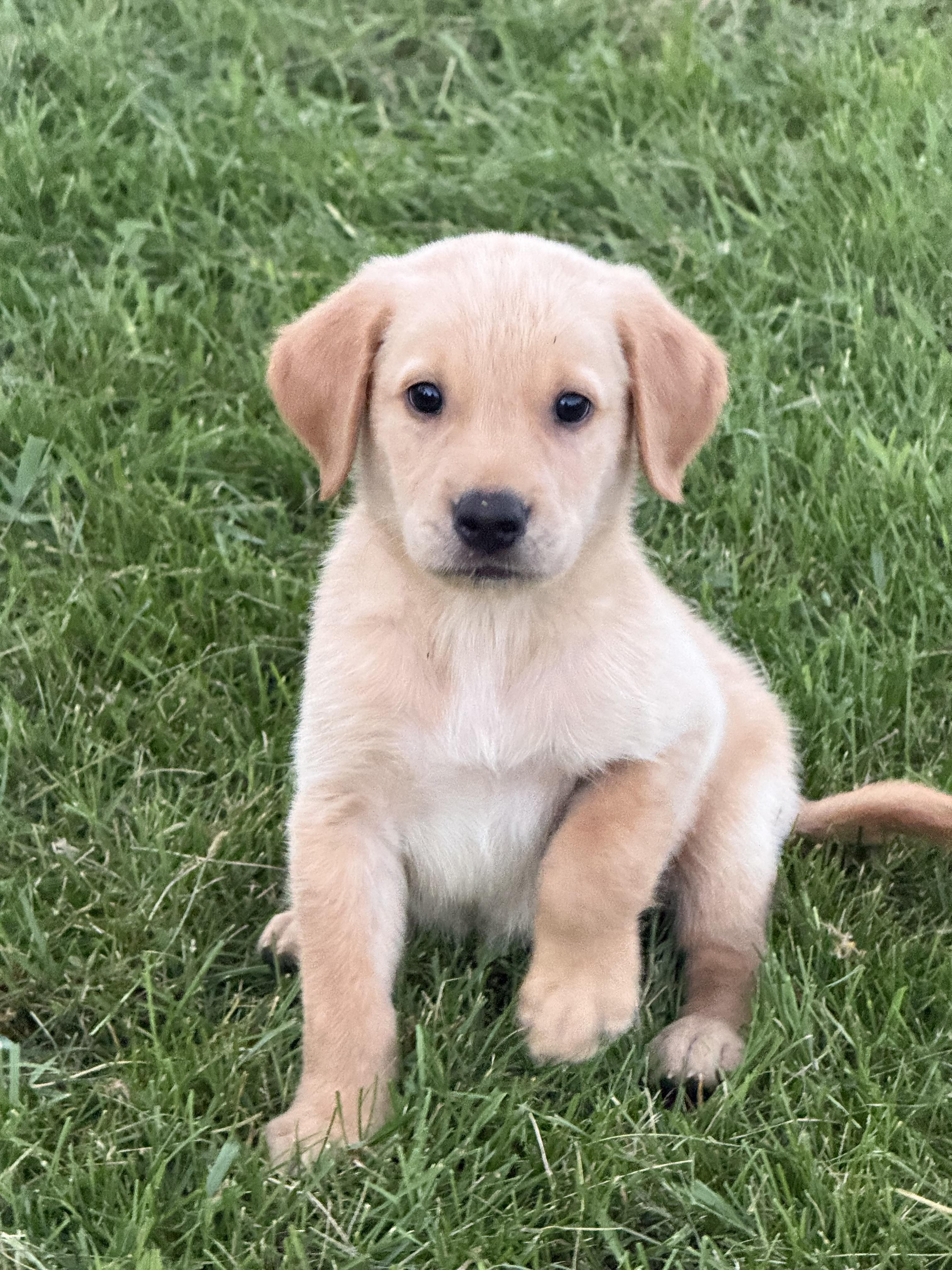 Enlarge Blue, a Adopted mixed breed in Hustisford , WI image 1/4