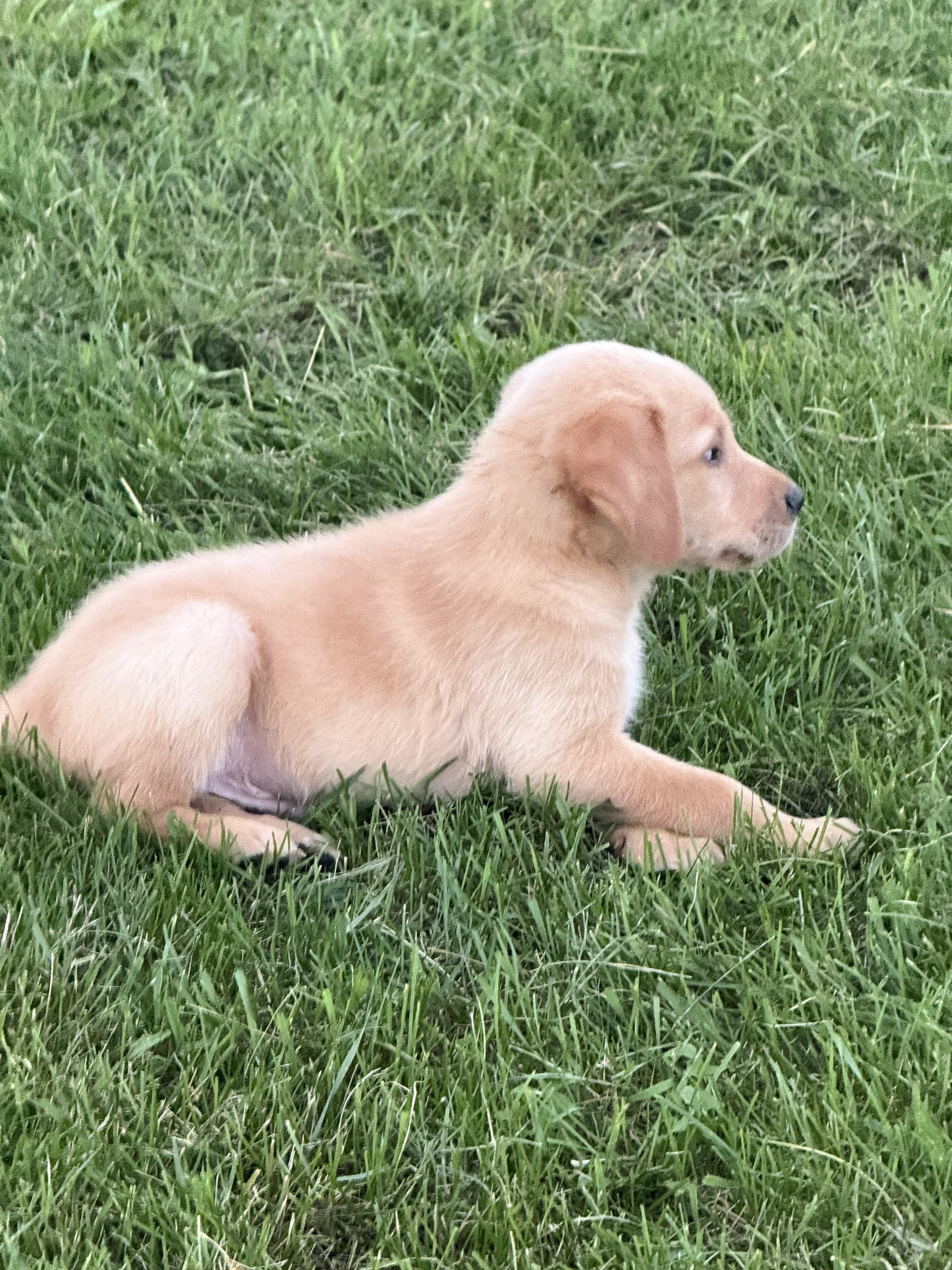 Enlarge Blue, a Adopted mixed breed in Hustisford , WI image 2/4