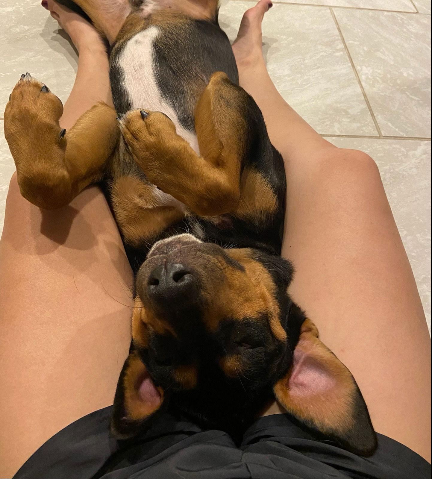 boba, Adoptable, Young Male Doberman Pinscher & Rottweiler.