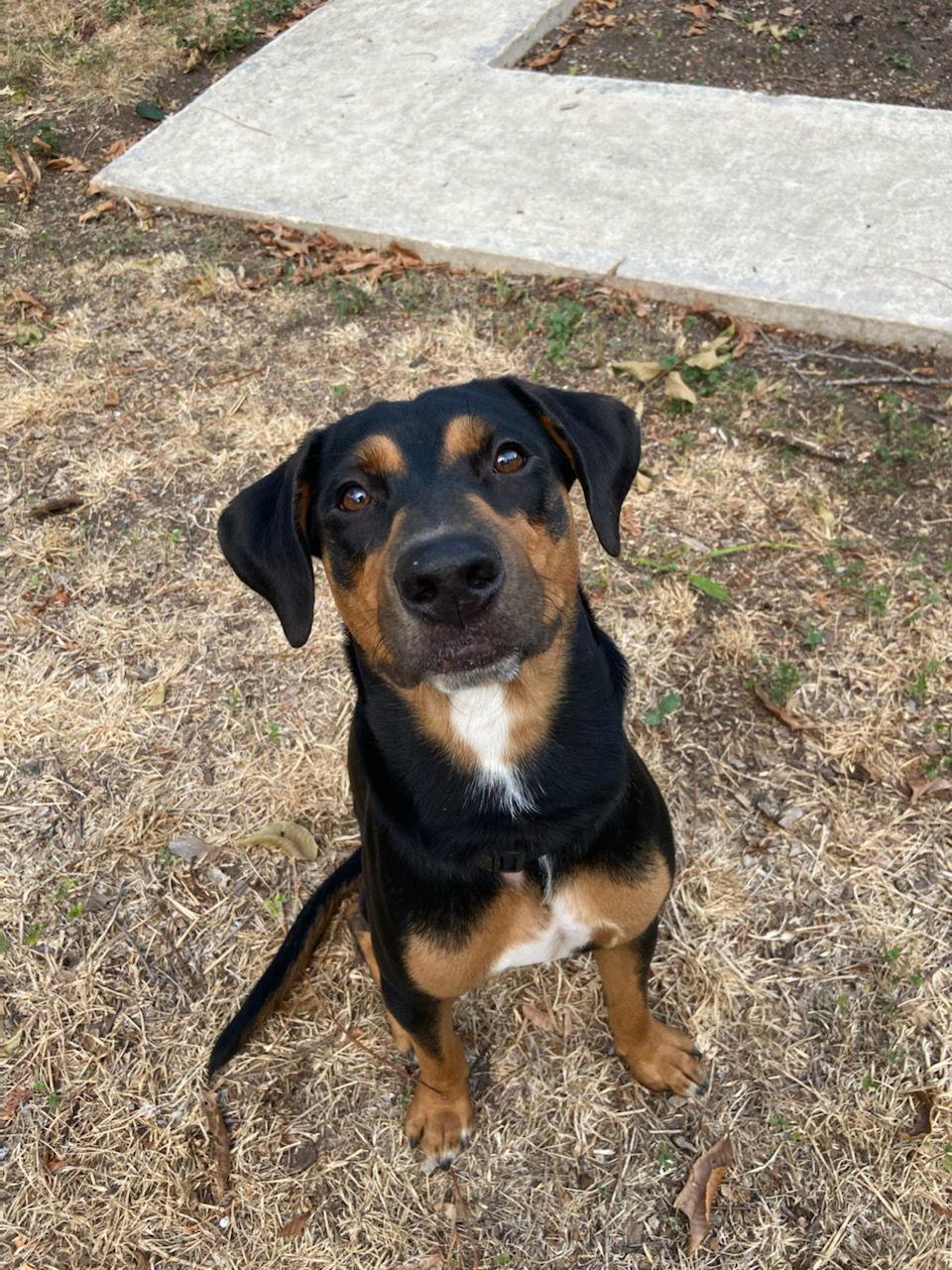 Enlarge boba, a Adoptable mixed breed in San Antonio, TX image 2/4