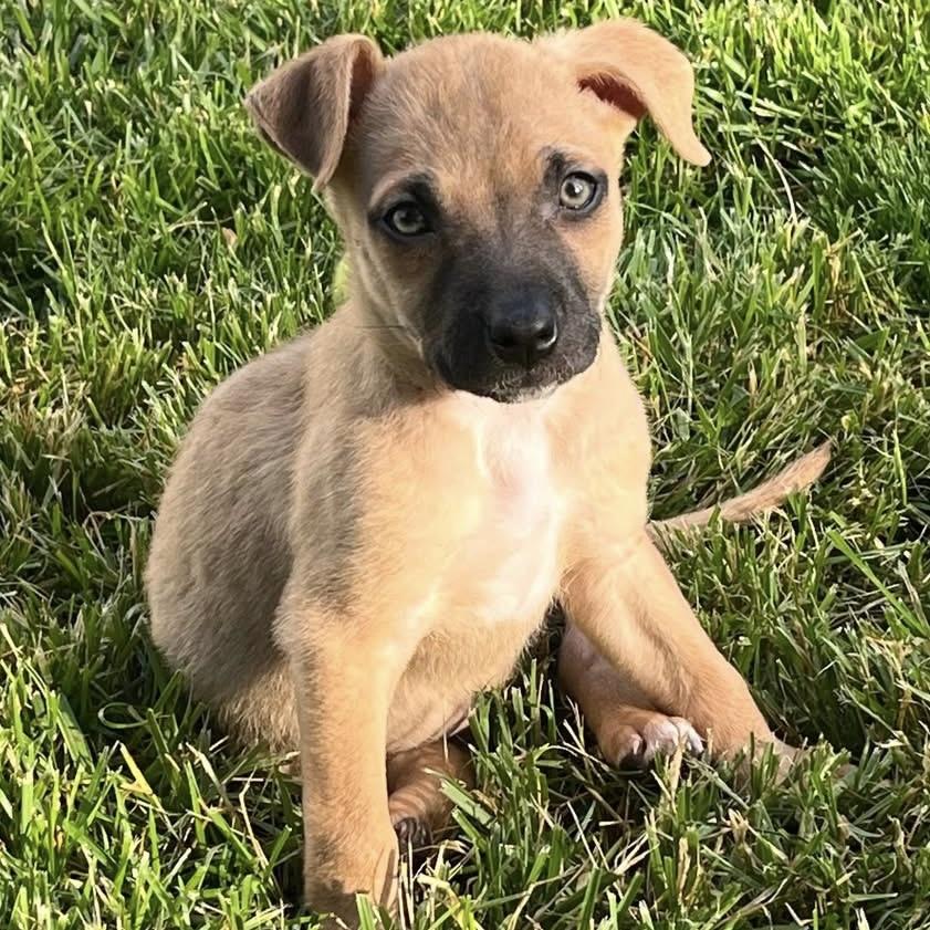 Bean, an adopted mixed breed in Ellicott City, MD image 2/4