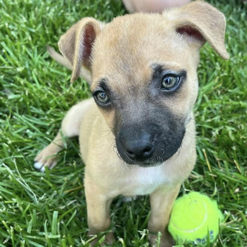 Bean, an adopted mixed breed in Ellicott City, MD image 4/4