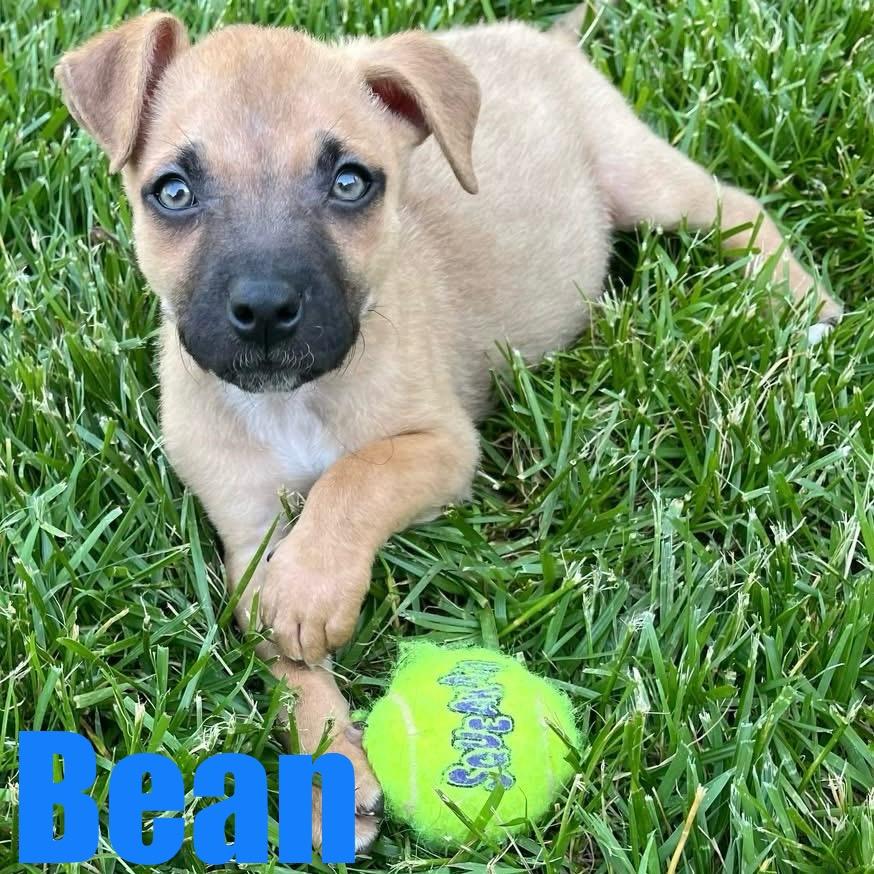Bean, an adopted mixed breed in Ellicott City, MD image 1/4