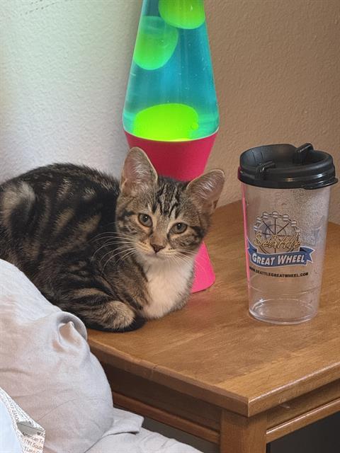 Enlarge MINERVA, a Adoptable Domestic Short Hair in Kent, WA image 1/1