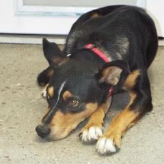 Whiskey--Adoptable with Bonded Companion, Foxtrot