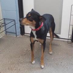 Whiskey--Adoptable with Bonded Companion, Foxtrot