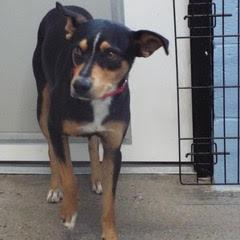 Whiskey--Adoptable with Bonded Companion, Foxtrot