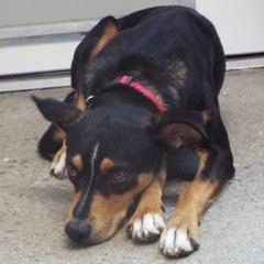 Whiskey--Adoptable with Bonded Companion, Foxtrot