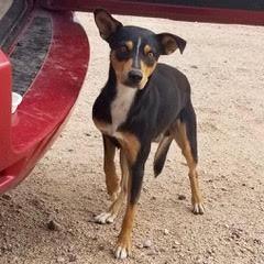 Whiskey--Adoptable with Bonded Companion, Foxtrot