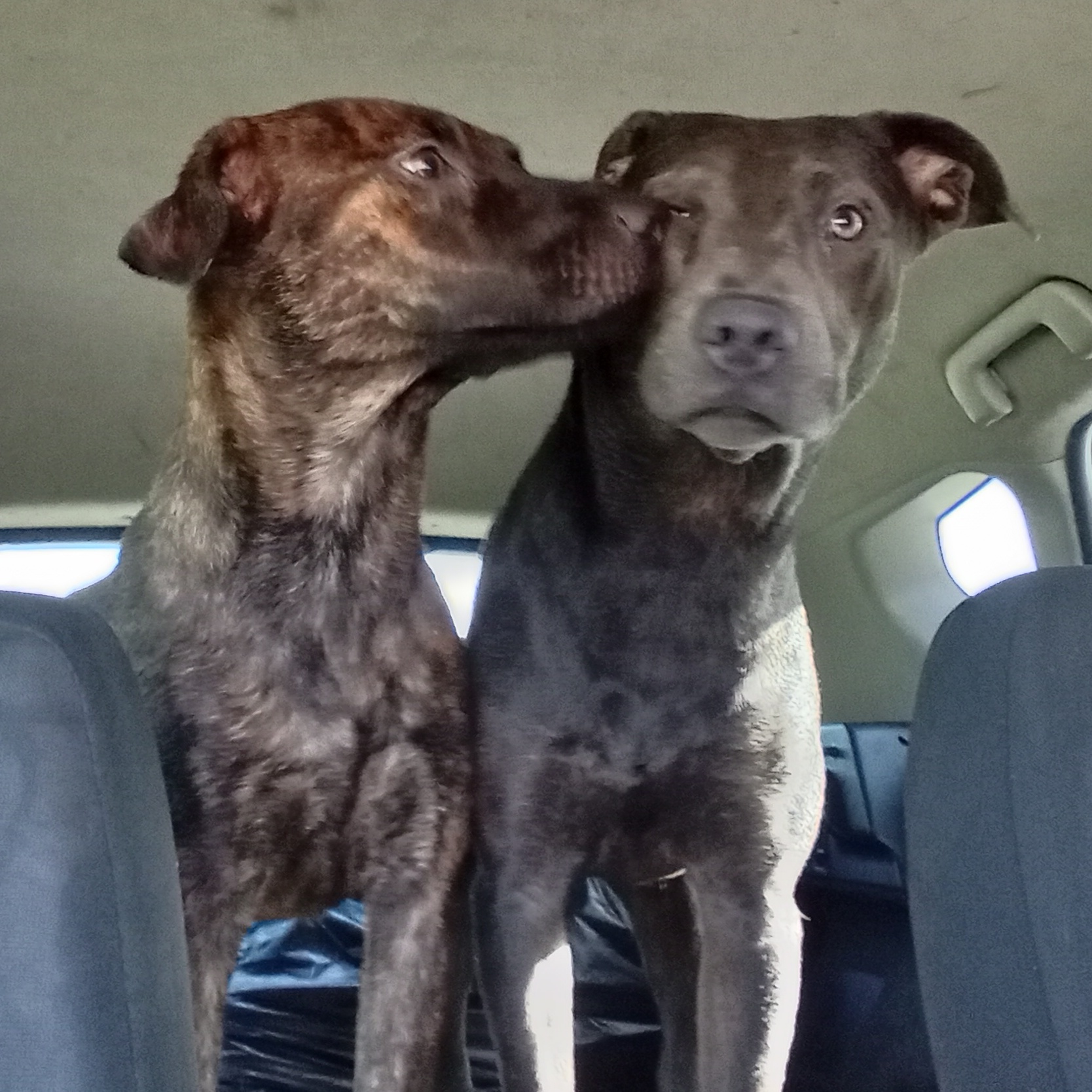 Bell, a Adoptable mixed breed in Boca Raton, FL image 2/5