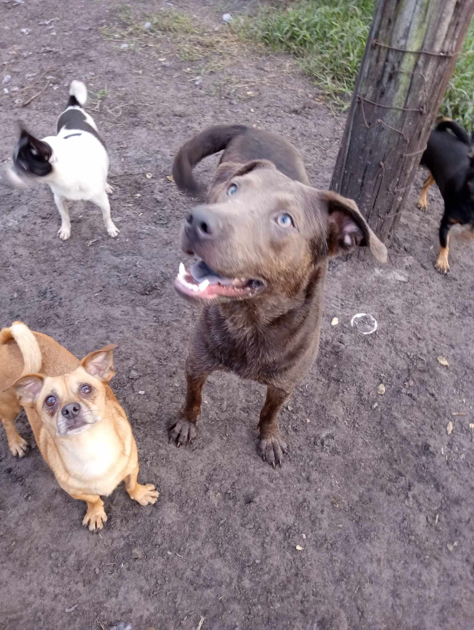 Bell, Adoptable, Puppy Female Shepherd & Pit Bull Terrier.