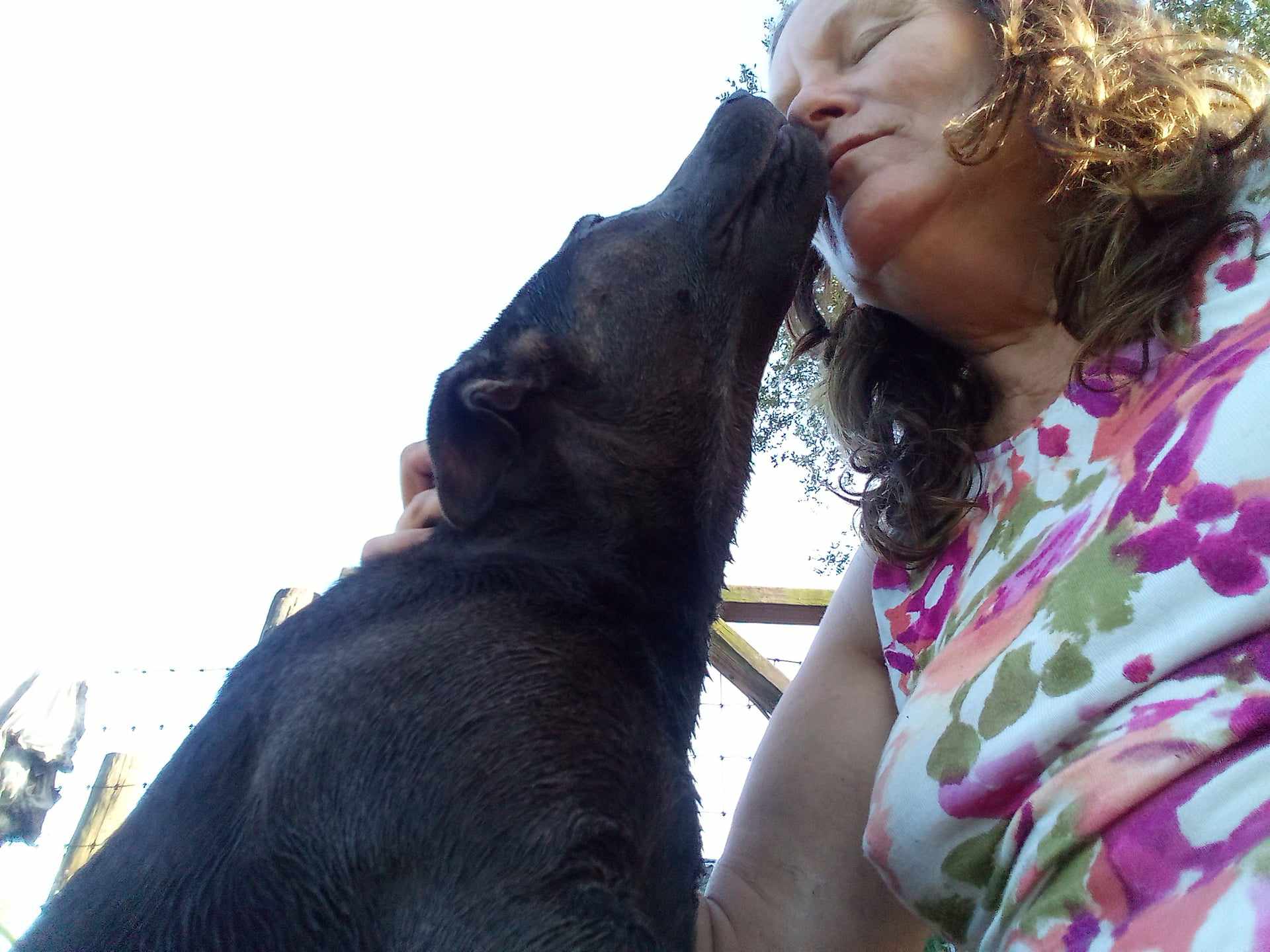 Bell, a Adoptable mixed breed in Boca Raton, FL image 5/5