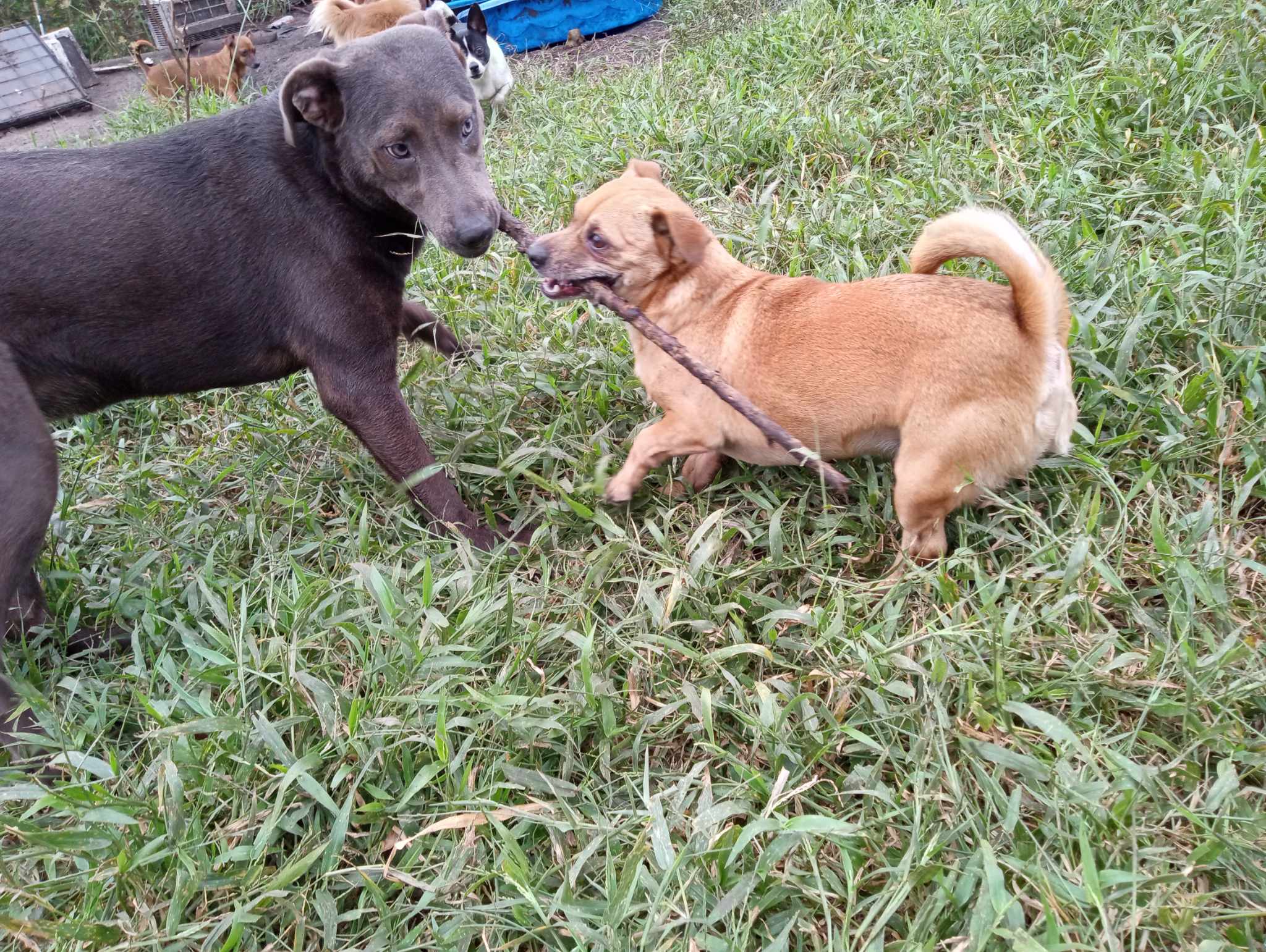 Bell, a Adoptable mixed breed in Boca Raton, FL image 4/5