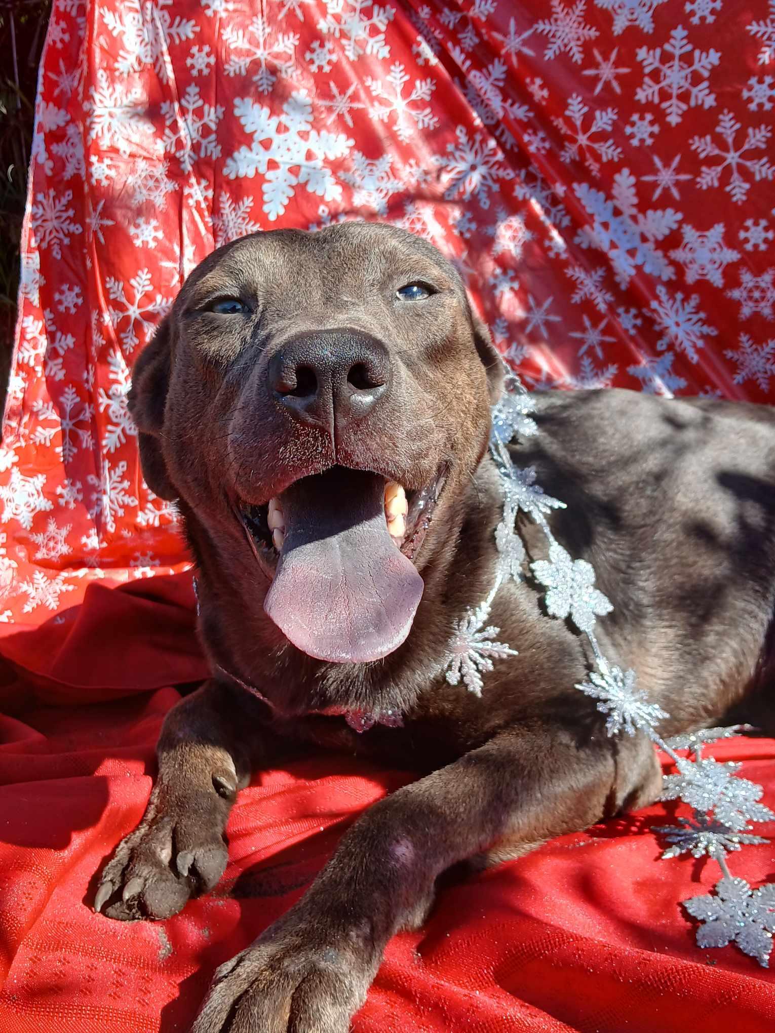 Bell, a Adoptable mixed breed in Boca Raton, FL image 1/5