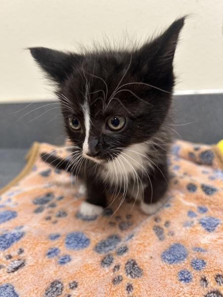 Canola, Adoptable, Kitten Male Domestic Medium Hair.