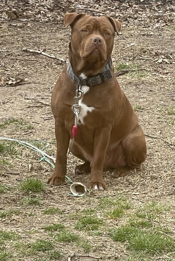 Lux, Adopted, Adult Male Pit Bull Terrier.