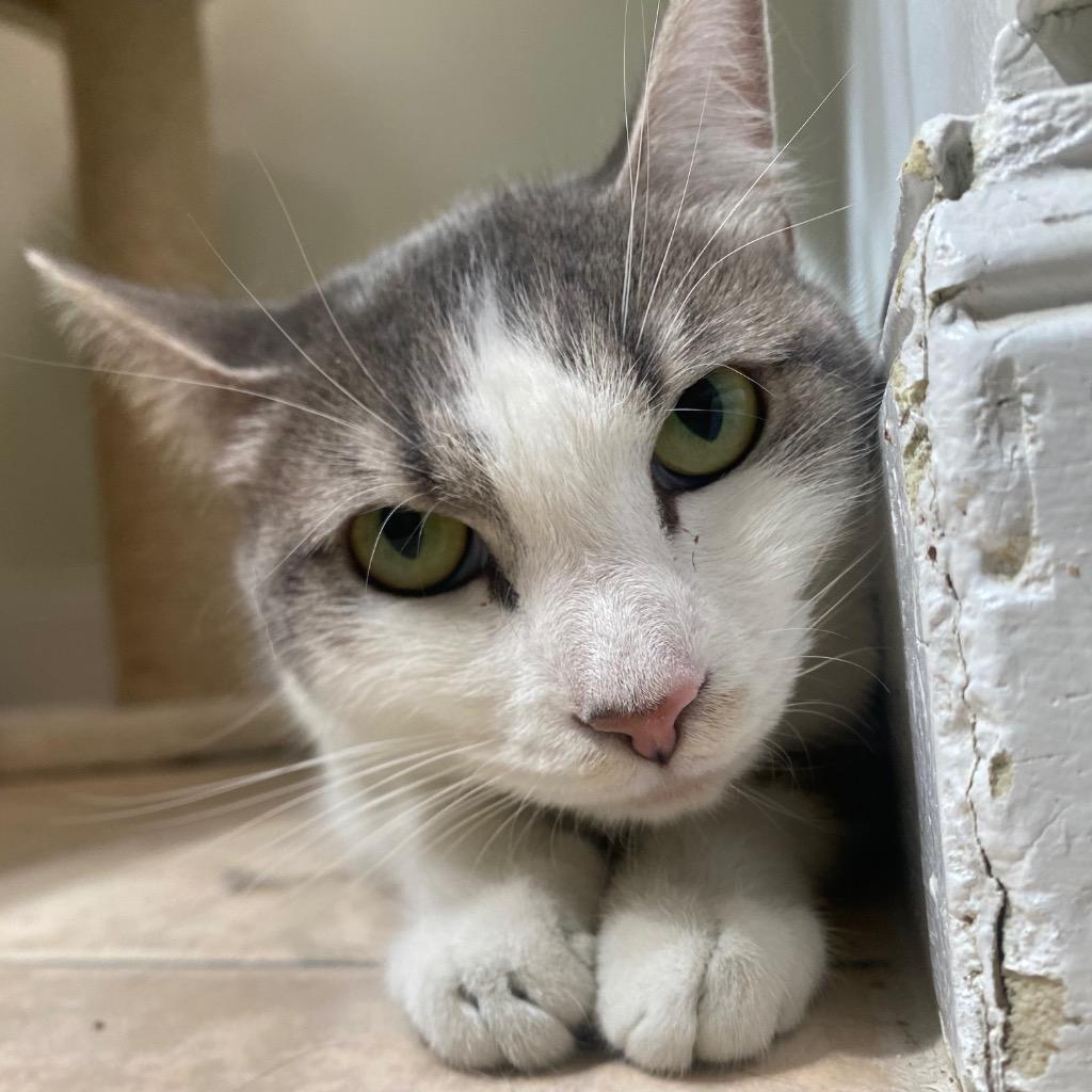 Inara, Adoptable, Young Female Domestic Short Hair.