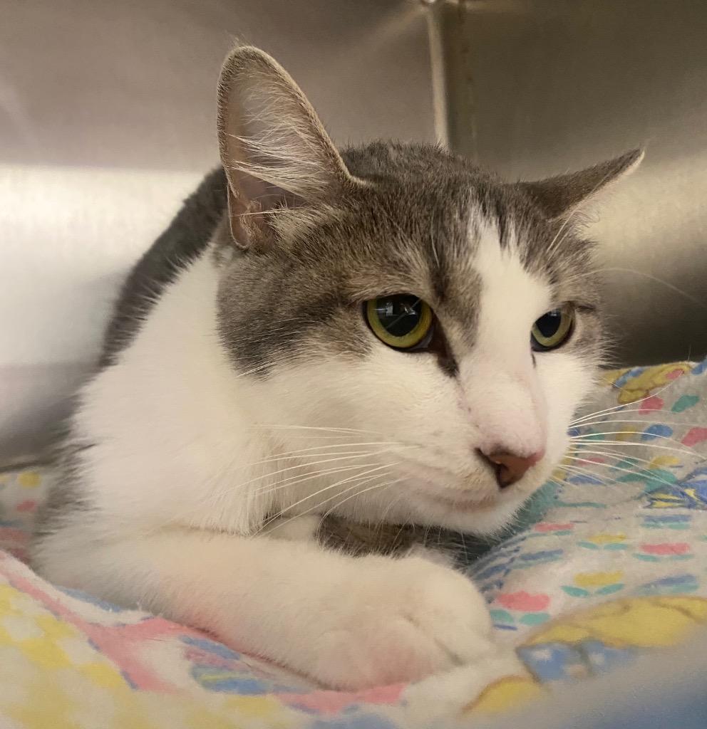 Inara, a Adoptable mixed breed in Fall River, MA image 3/6