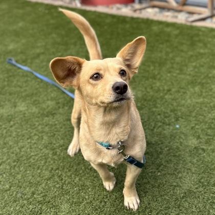 Stick, Adoptable, Adult Female Chihuahua & Mixed Breed.