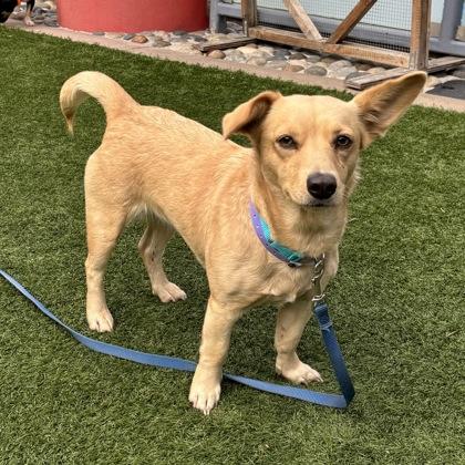 Enlarge Stick, a Adoptable mixed breed in San Francisco, CA image 2/3