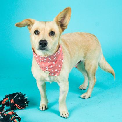 Enlarge Stick, a Adoptable mixed breed in San Francisco, CA image 3/3