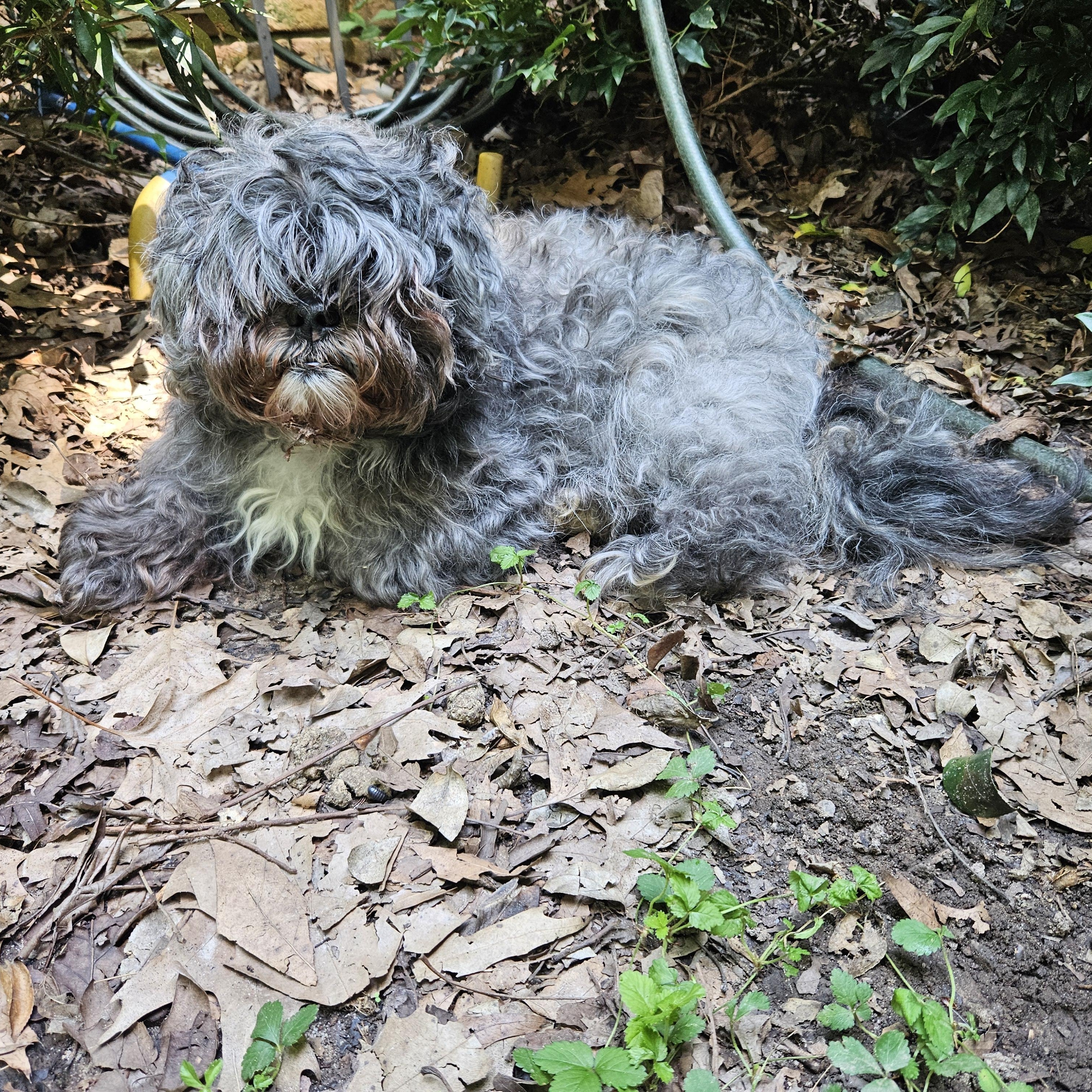 Enlarge Lady Grey, an adoptable mixed breed in Raleigh, NC image 4/4