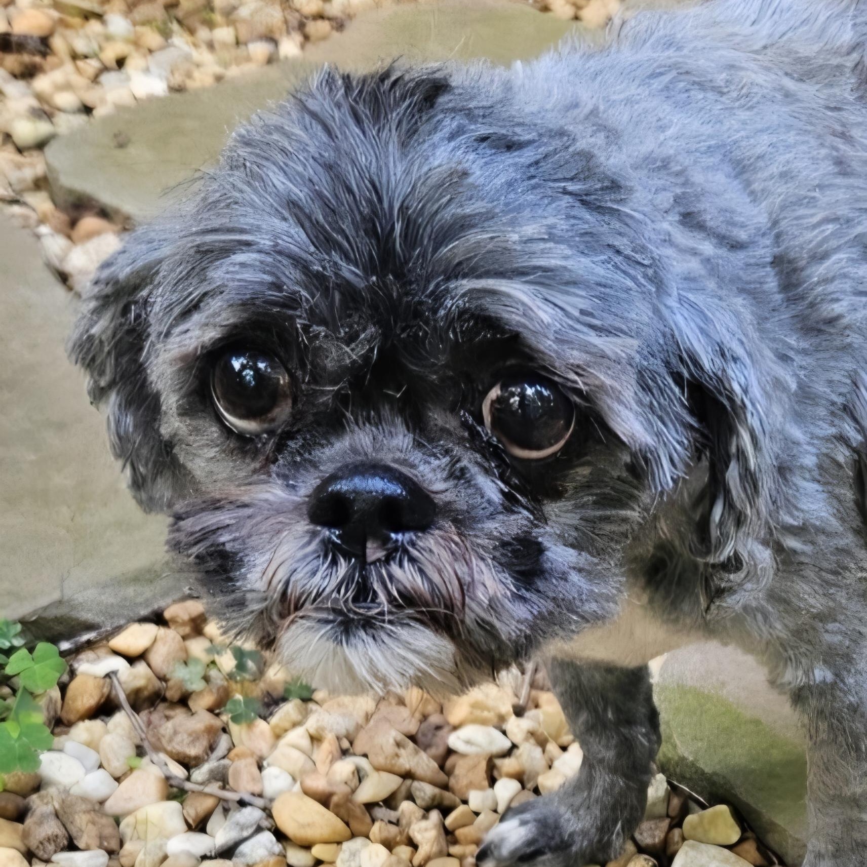 Lady Grey, adoptable, Senior Female Shih Tzu & Poodle.