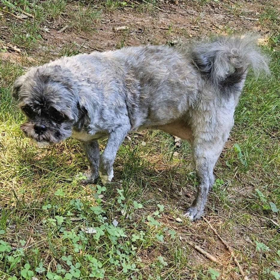 Enlarge Lady Grey, an adoptable mixed breed in Raleigh, NC image 2/4