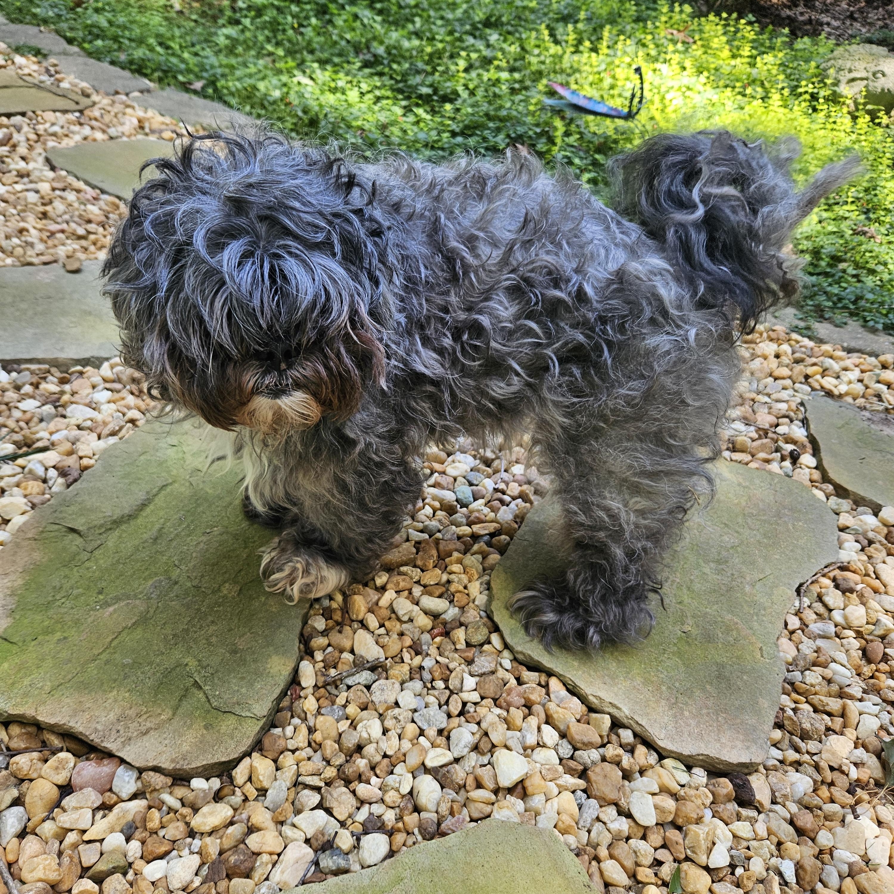 Enlarge Lady Grey, an adoptable mixed breed in Raleigh, NC image 3/4