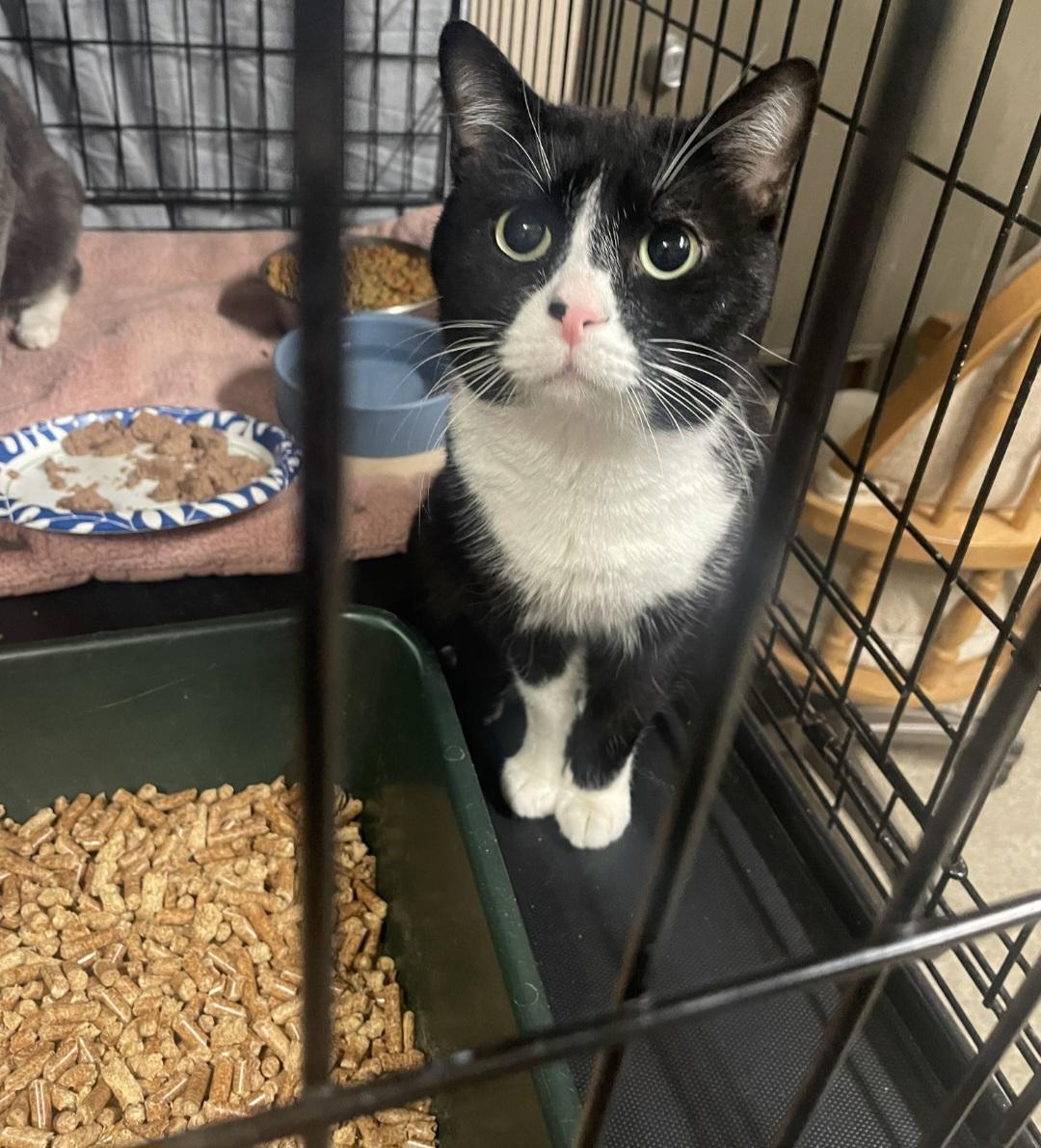 Ziggy, Adult Male Tuxedo