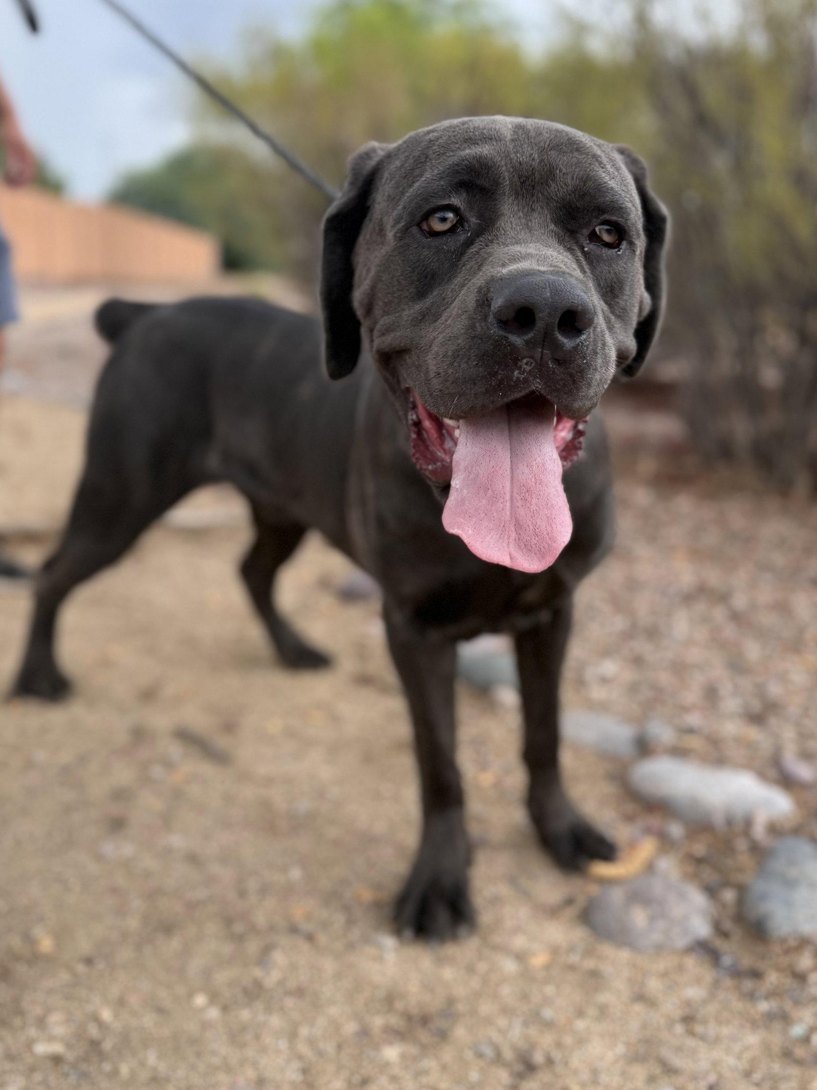 RIVAS, Adoptable, Young Male Cane Corso.