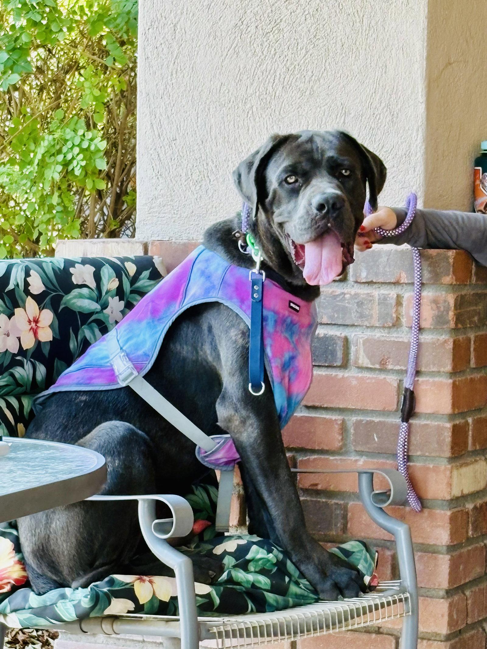 Enlarge RIVAS, a Adoptable Cane Corso in Glendale, AZ image 2/3